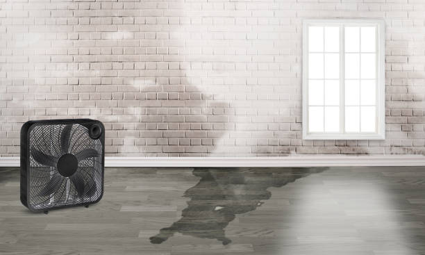 Best Professional water damage repair  in Miramar, FL